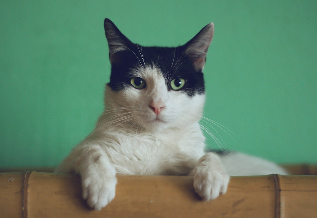 Chat anxieux caché sous une couverture - stress chez le chat