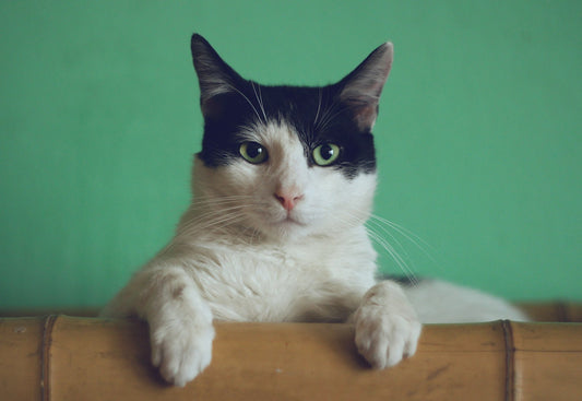 Chat anxieux caché sous une couverture - stress chez le chat