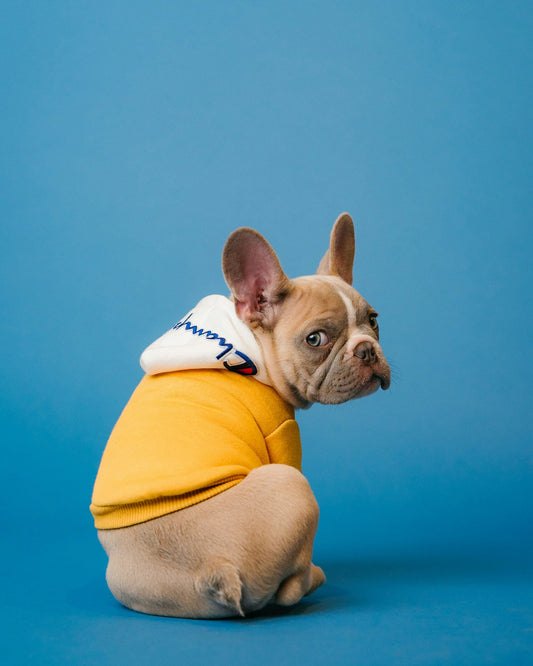 Chien jouant avec un jouet d'occupation - stimulation mentale chien