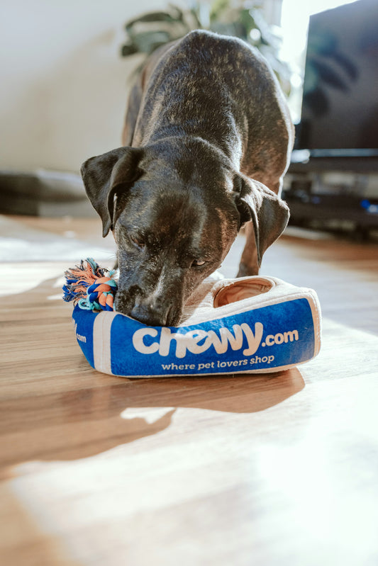 Chien et chat en pleine santé - compléments alimentaires naturels