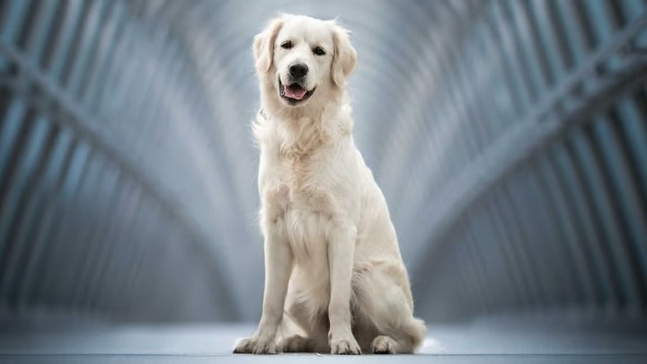 Collection de produits naturels de bien-être pour chiens – NOUR Bien-être animal