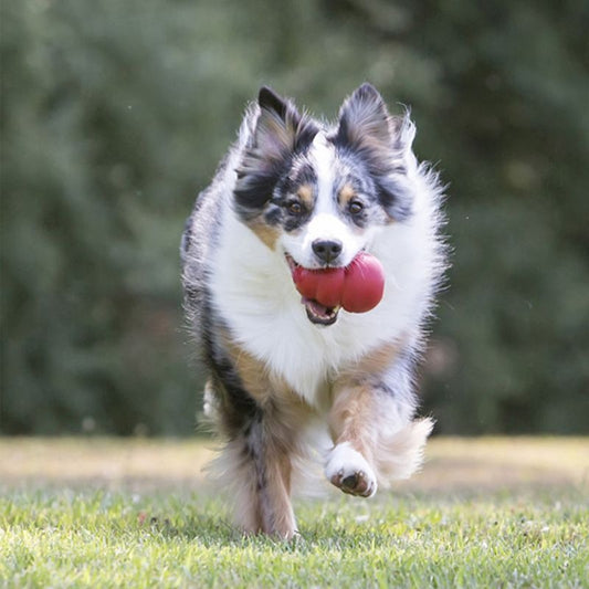 Jouet Kong pour Chien
