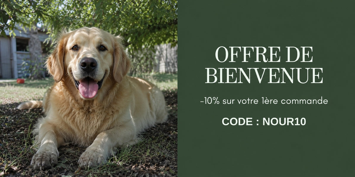 Offre de bienvenue -10% code NOUR10 - golden retriever